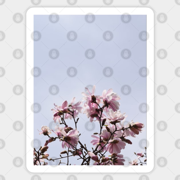 Large Pink Flowers, Spring Time Blossoms Magnet by Tenpmcreations